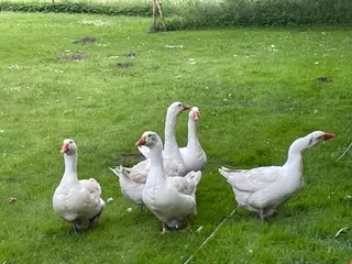 Jeg har 1 gasser og 2 gæs er gammel dansk landrace