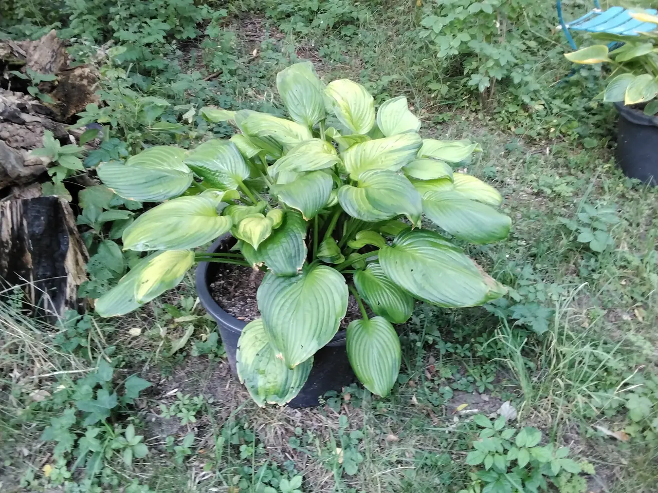 Billede 6 - Kæmpe Hosta Sun and Substance I store 40L potter