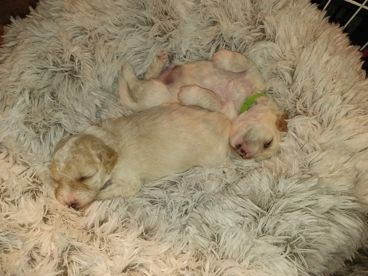 Billede 4 - Maltipoo hvalpe 