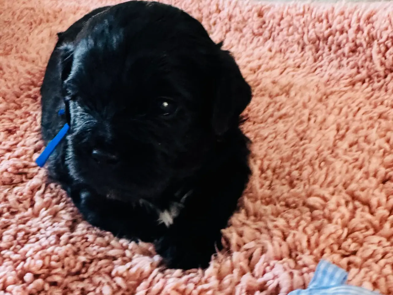 Billede 2 - Shihpoo hvalpe 🐶🌸 rejseklar 19. Maj 26