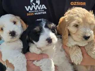 Cockerpoo ( 75% Cocker Spaniel 25% Puddel)
