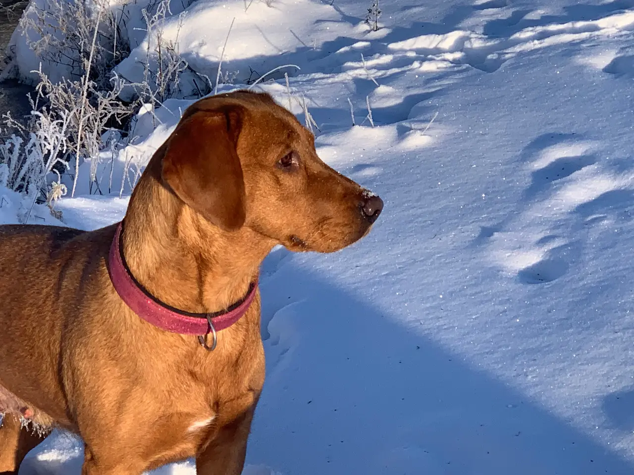 Billede 10 - Labrador hvalpe gul / fox red 
