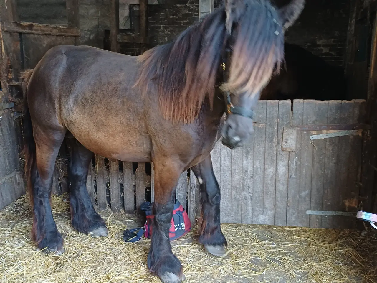 Billede 3 - 2årig Jyskhest hingst sælges