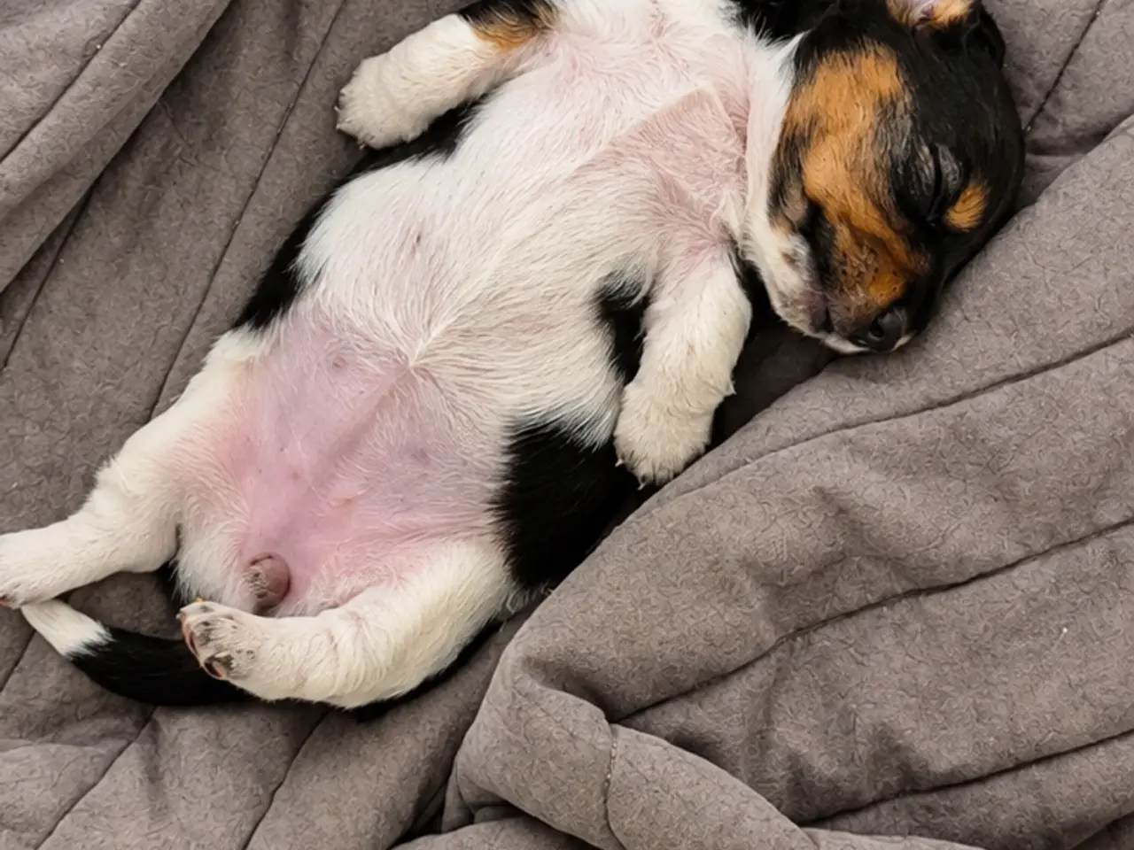 Billede 2 - Miniature gravhundehvalpe 