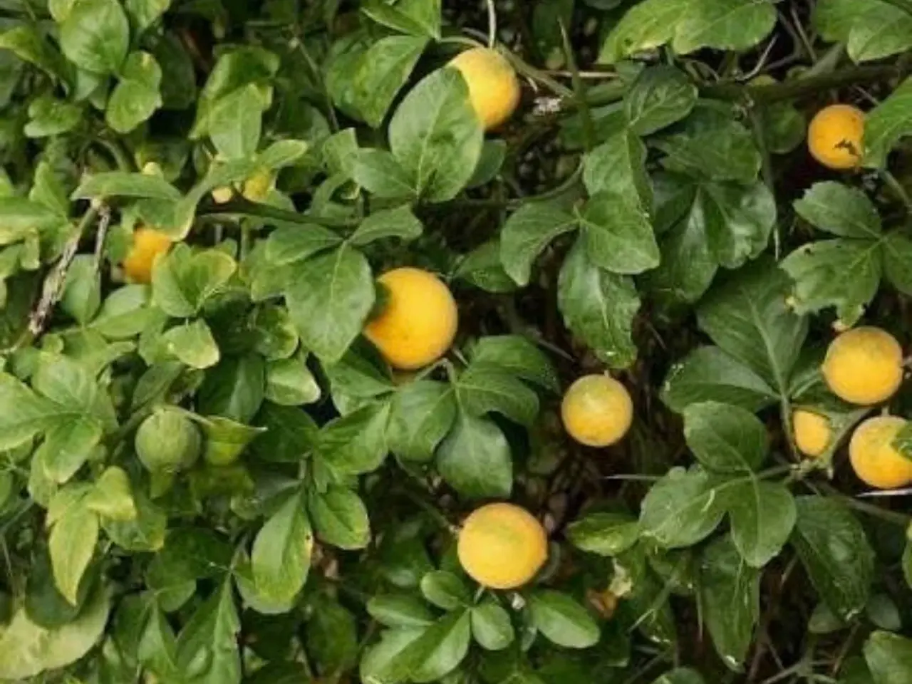 Billede 10 - Eksotiske frø af de smukkeste planter