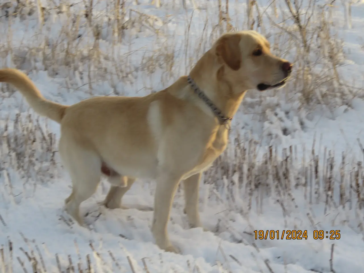 Billede 1 - Labrador tilbydes til avl