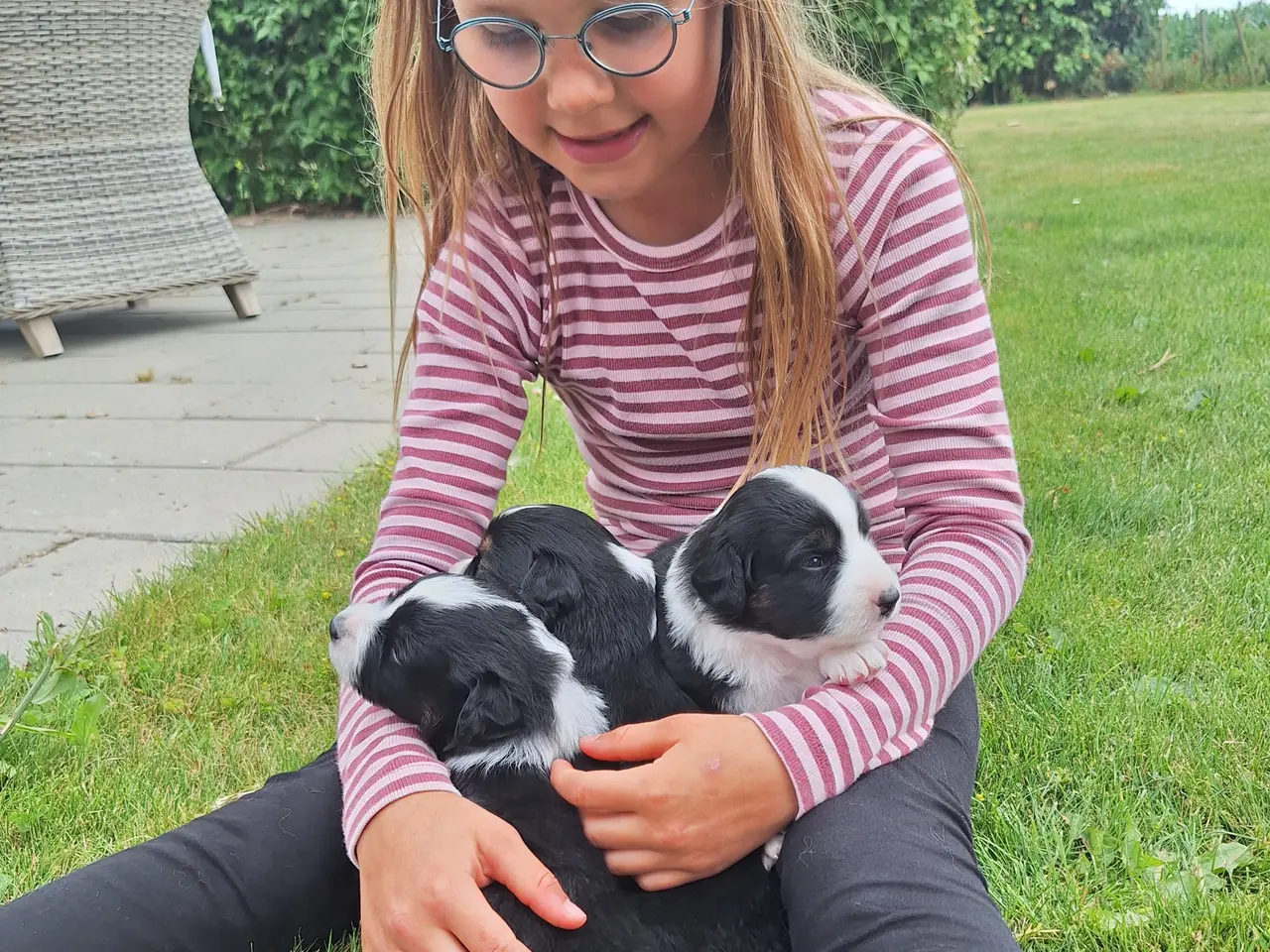 Billede 12 - Miniature American Shepherd hvalpe