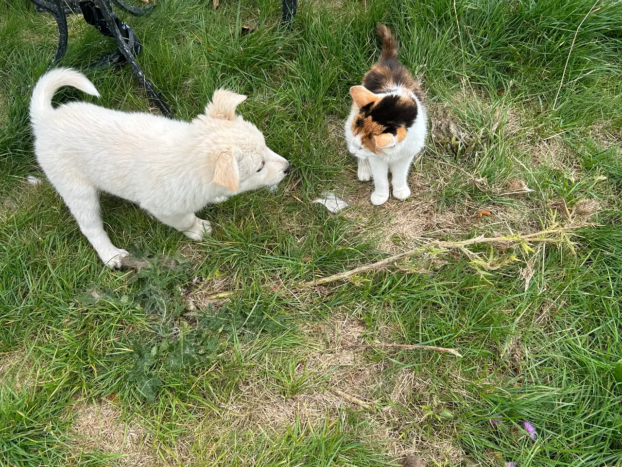 Billede 3 - 🐾 Thorn søger sit nye hjem 🐾