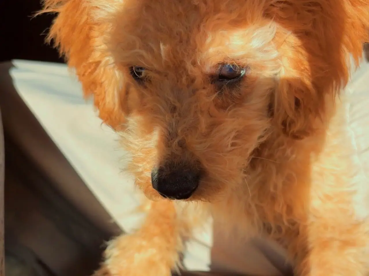 Billede 3 - Cavapoo FB1