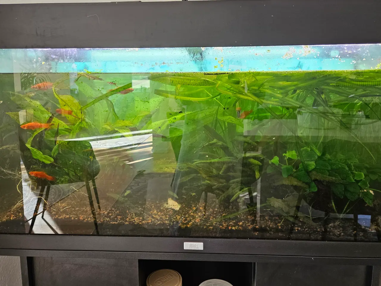 Billede 5 - 90 liter akvarie tømt 24-08-2026