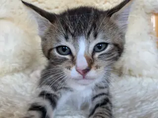 Kattekillinger