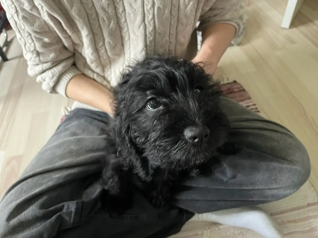 Billede 1 - Beaglier × puddel