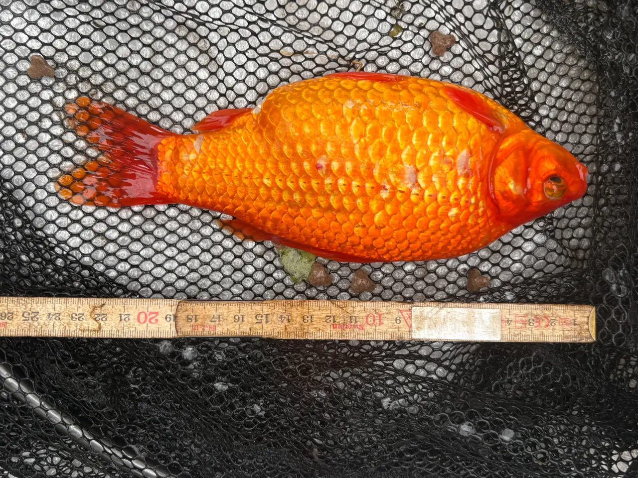 Billede 8 - Fisk / guldfisk 