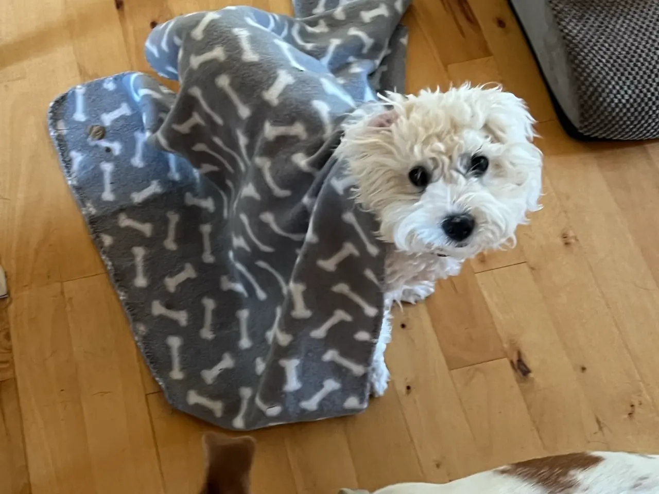 Billede 3 - Coton de tulear/ havaneser blanding
