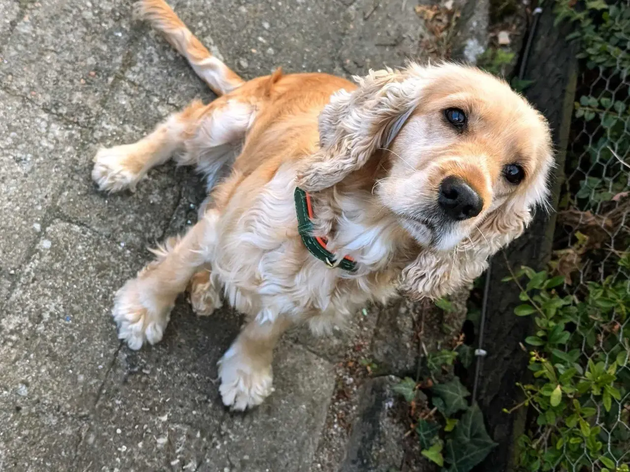 Billede 1 - Søger parring engelsk cocker spaniel