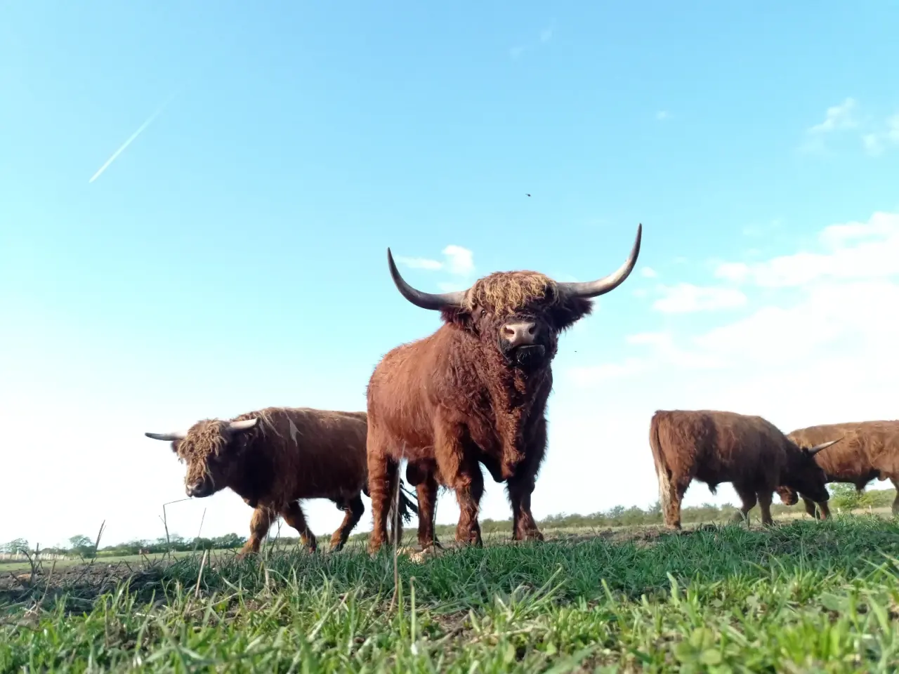 Billede 2 - Skotsk højlandskvæg highland cattle