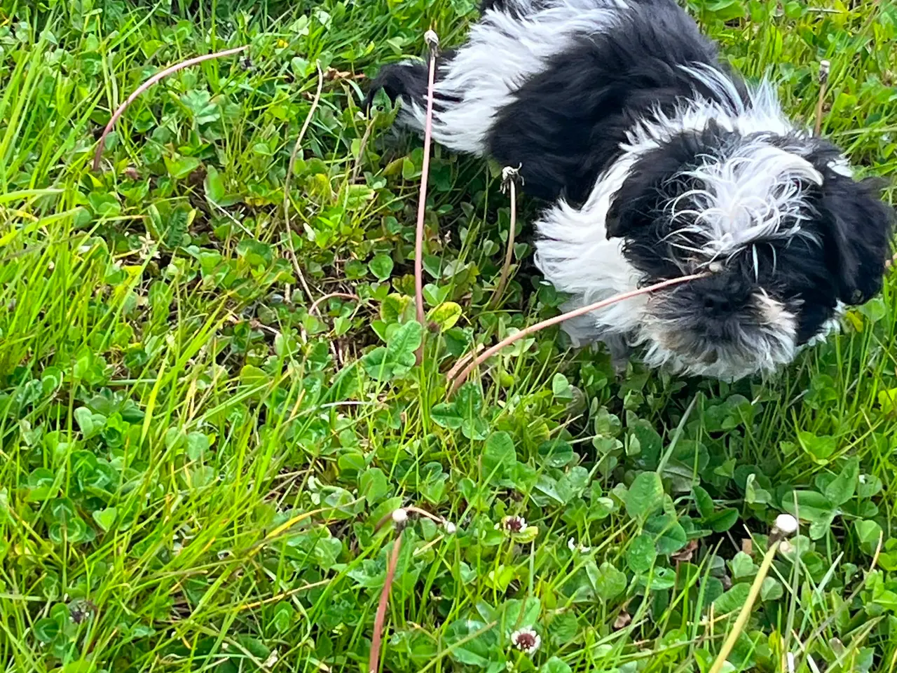 Billede 7 - Shih Tzu hvalpe
