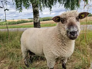 Oxforddown vædder