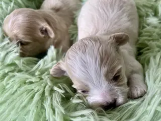 Skønne hvalpe Pudel / Shih Tzu - 2