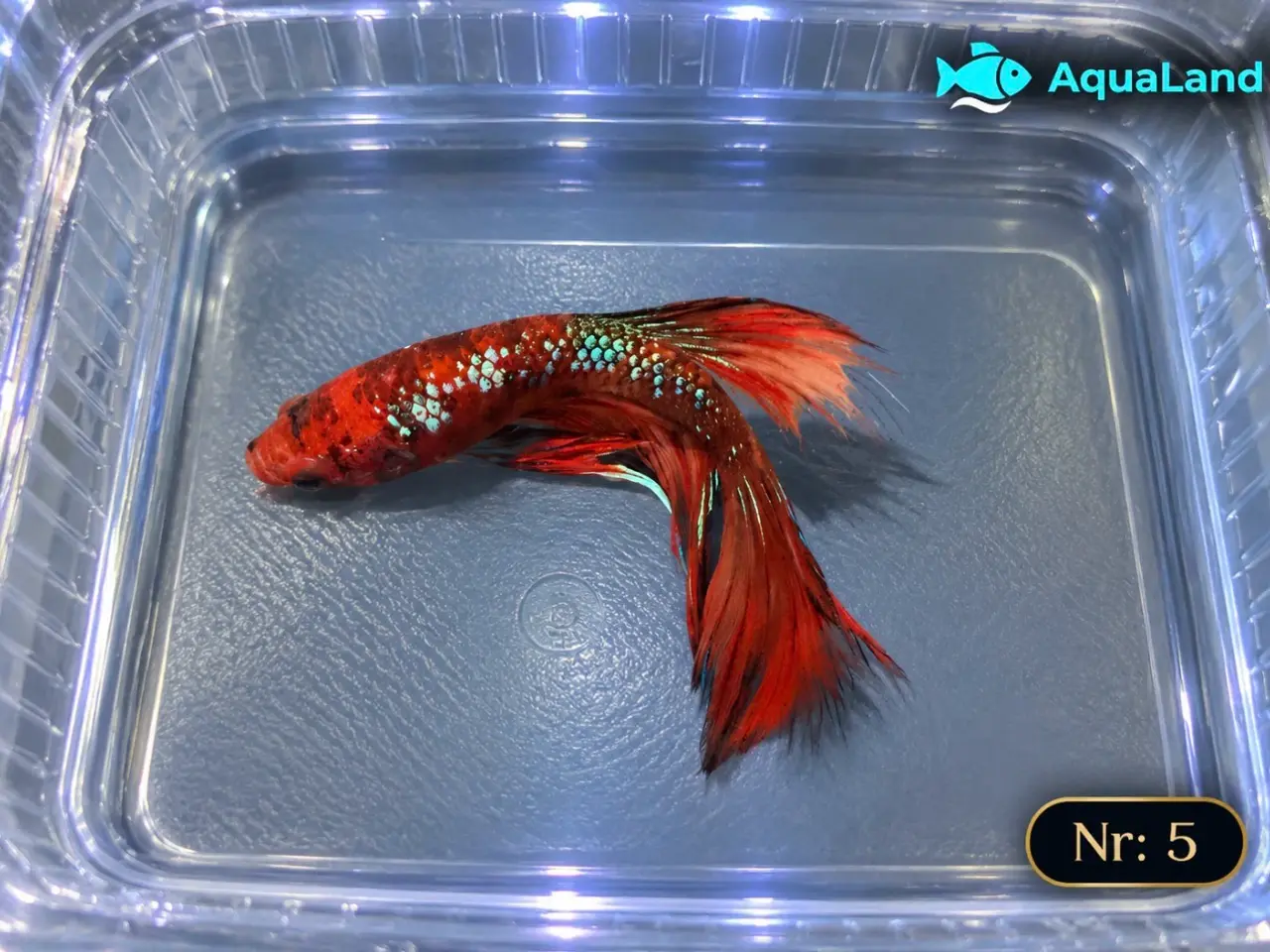 Billede 11 - 😍 Flotte Betta fisk