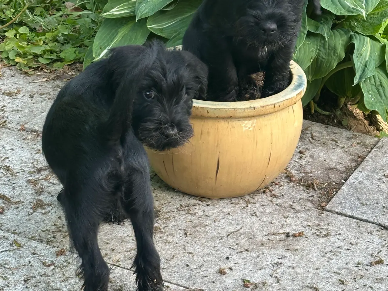 Billede 2 - Schnauzer mellem - hvalpe sort