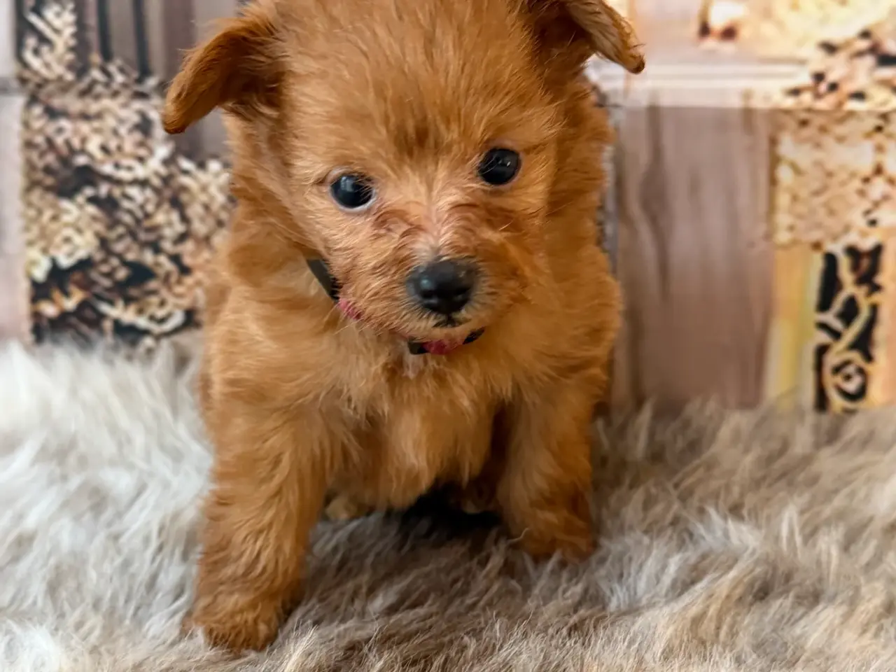 Billede 10 - Små skønne Pomapoo hvalpe ❤️🐾