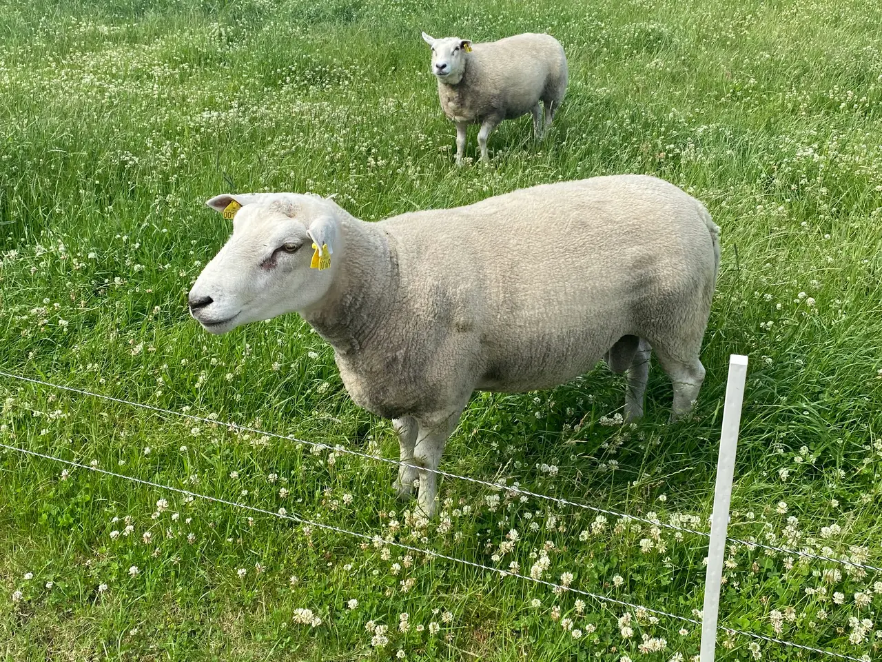 Billede 2 - vædder