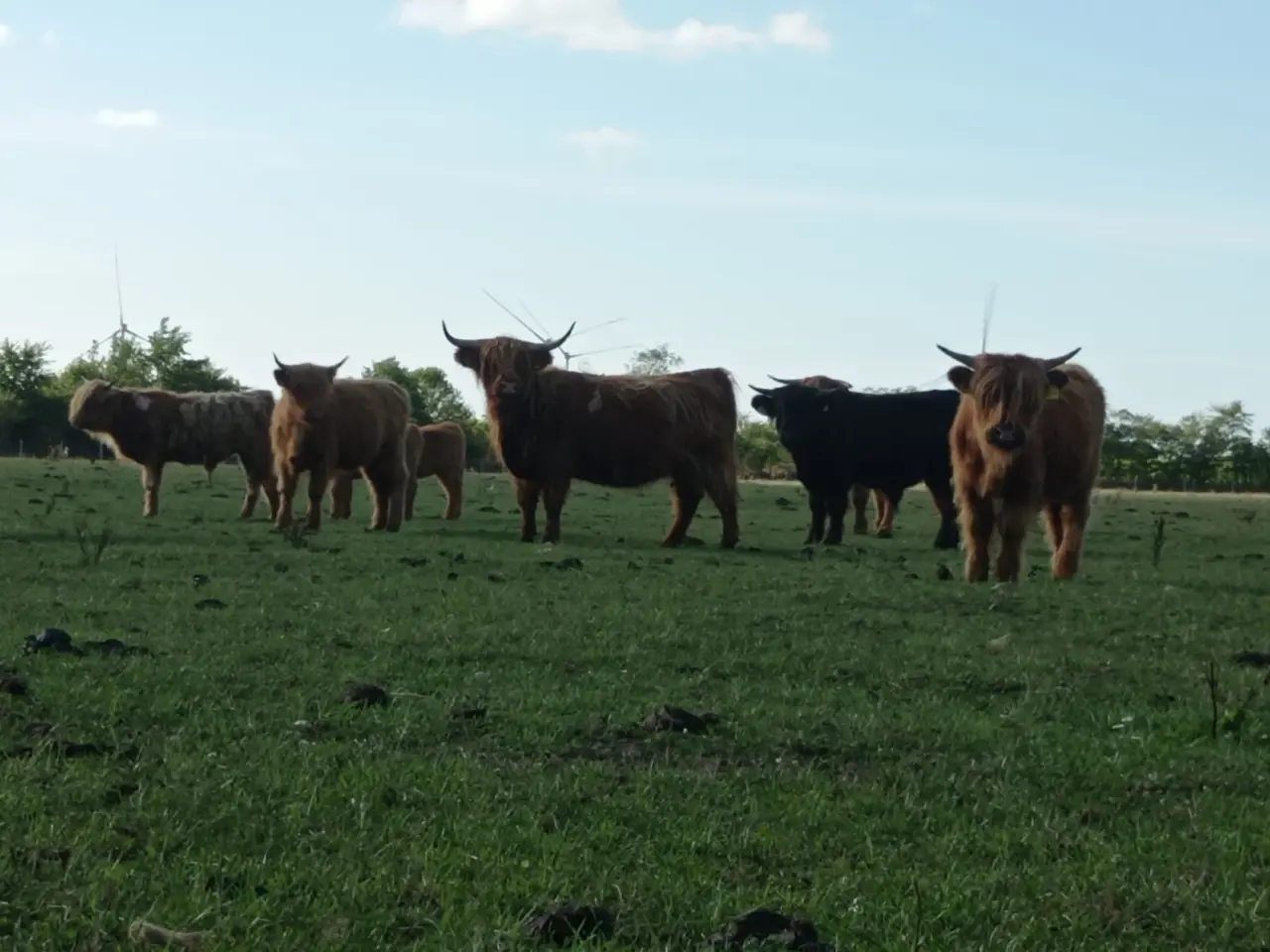 Billede 5 - Skotsk højlandskvæg highland cattle