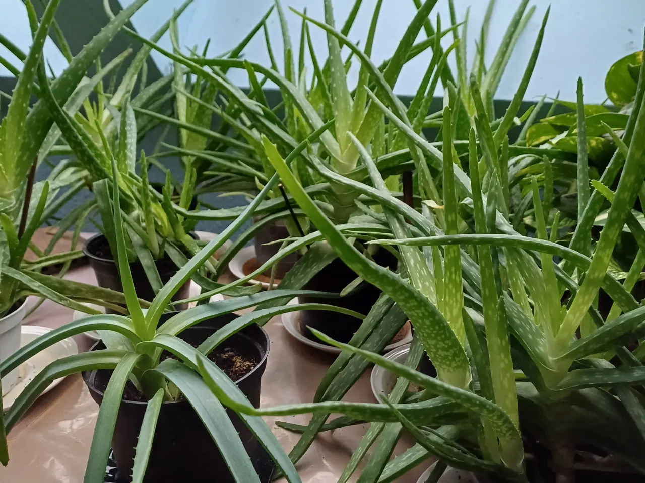 Billede 1 - Aloe Vera potteplanter - rigtig mange 