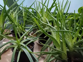 Aloe Vera potteplanter - rigtig mange