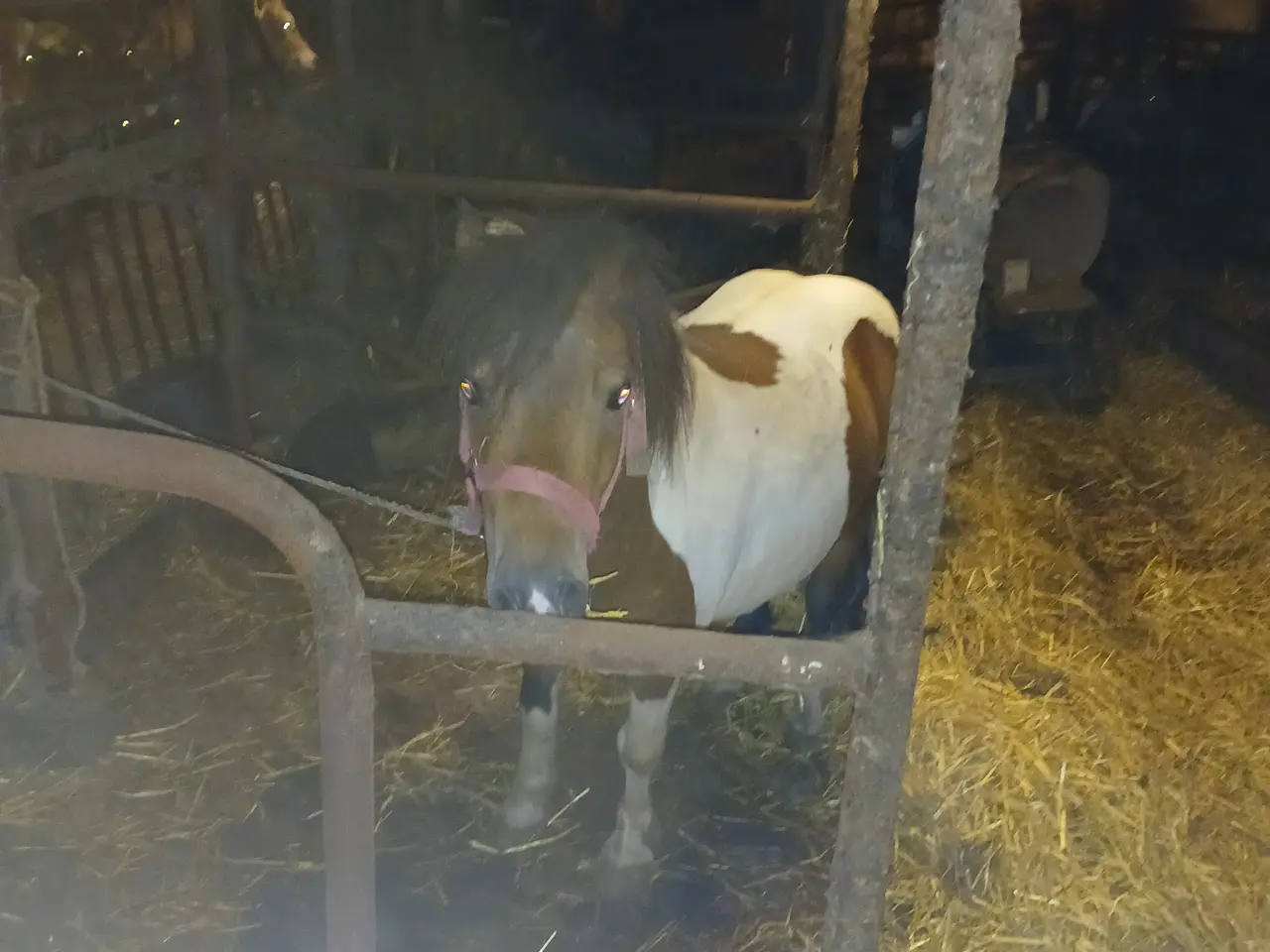 Billede 3 - Brun broget vallak 