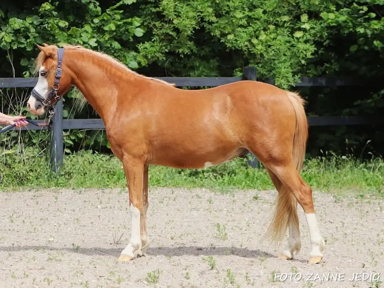 Billede 7 - Welsh vallak 2 år