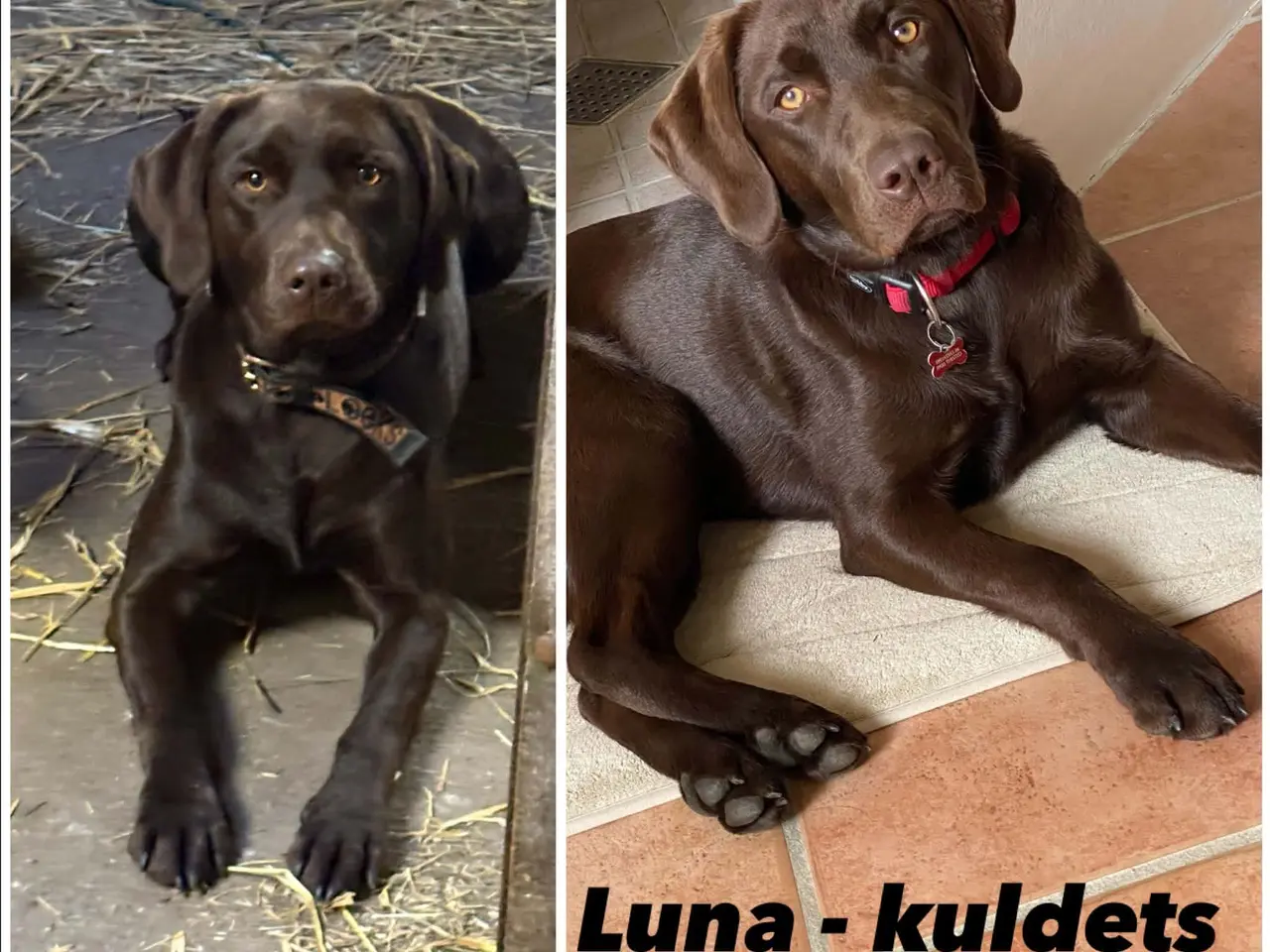 Billede 7 - ægte brune Labrador hvalpe sælges