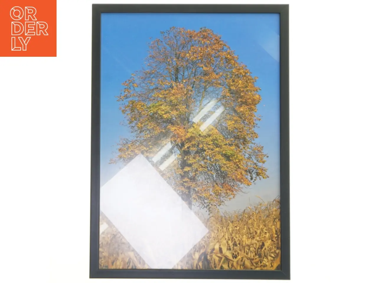 Billede 1 - Billede med ramme af et træ i efterårsfarver fra Posterland (str. 30x42 cm)