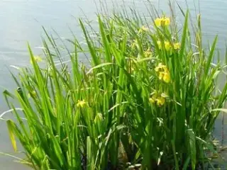 Gul Iris. Plante til have og havedam