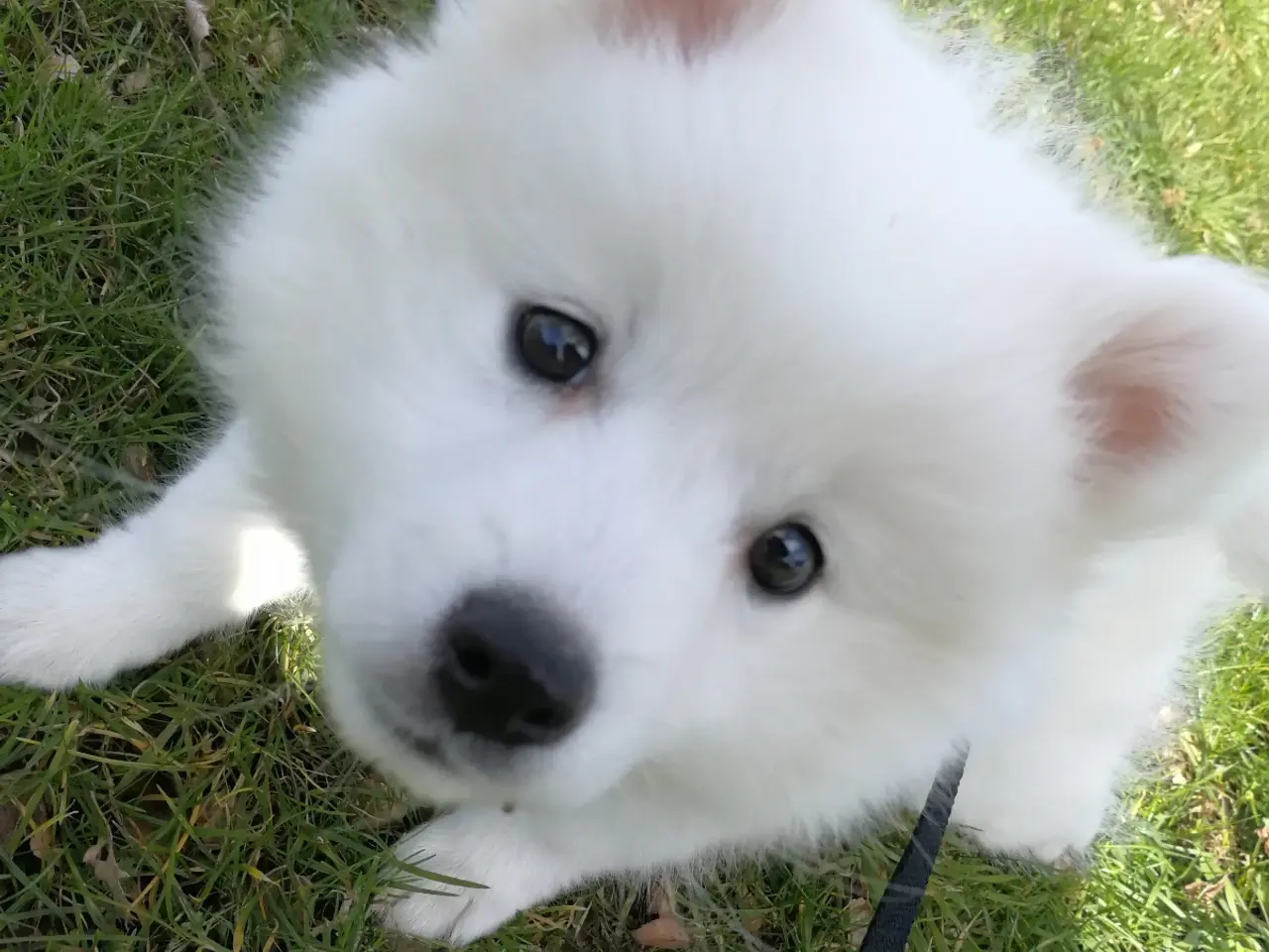 Billede 11 - MØD CODY - lille hund med et stort hjerte