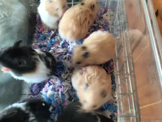 Guldhamster