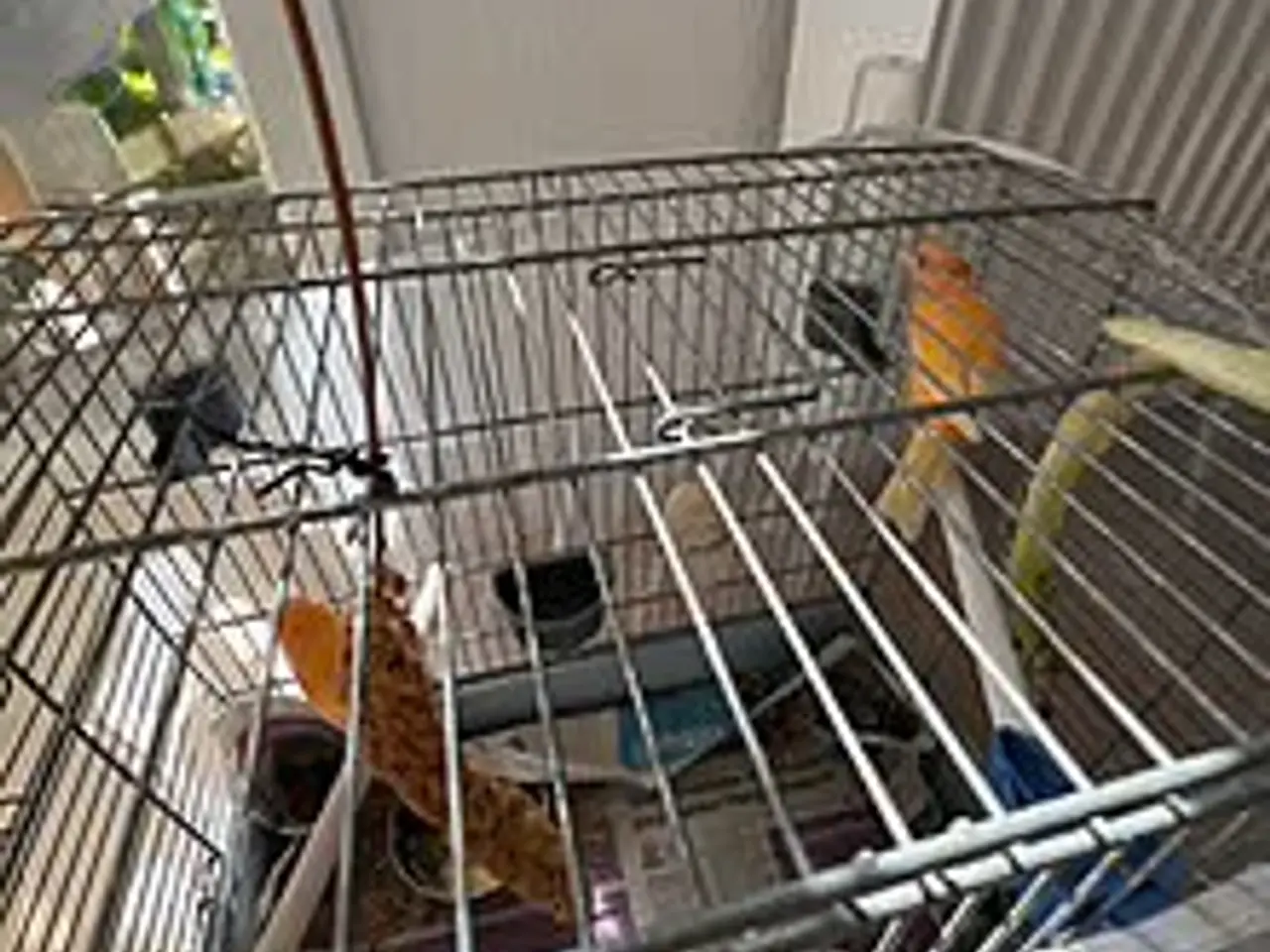 Billede 2 - Orange kanariefugle med/og bur