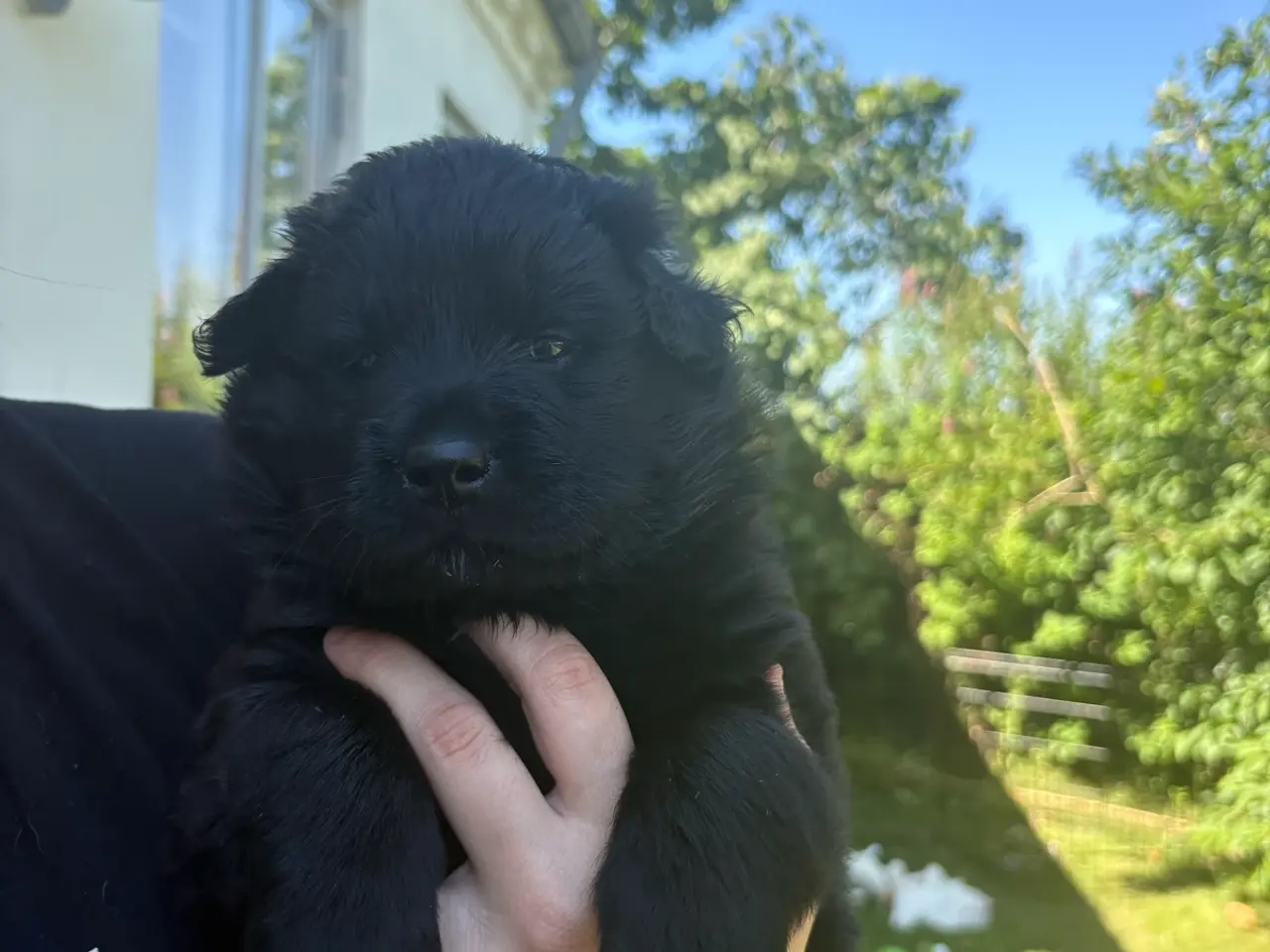 Billede 14 - Blandings hvalpe eurasier/golden
