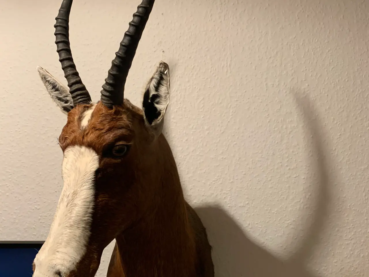 Billede 3 - Udstoppet Brun Blesbuck