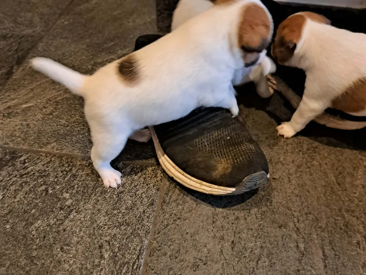 Billede 12 - Jack Russel Terrier
