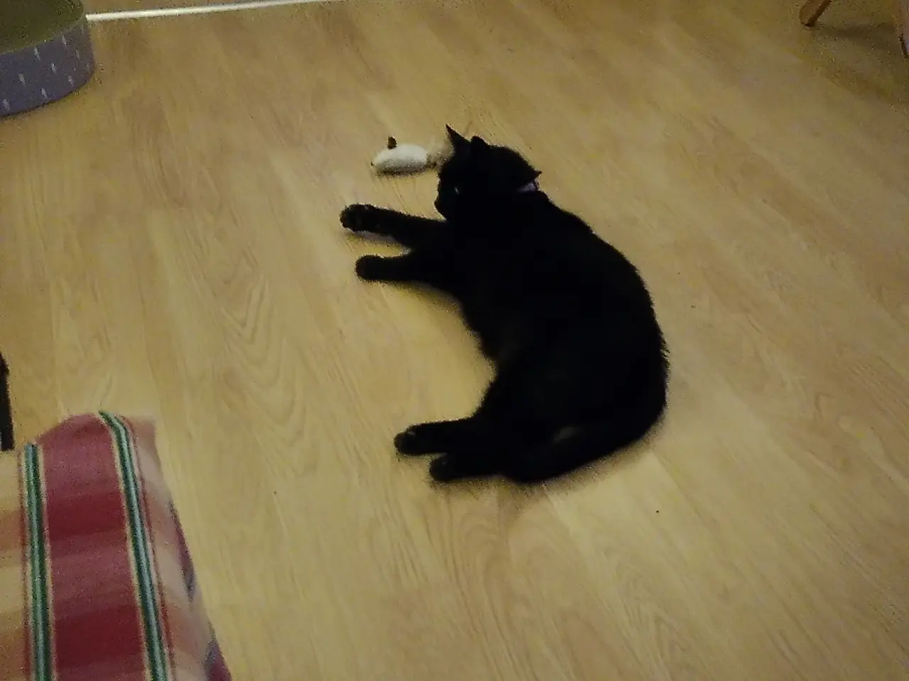 Billede 11 - Kat sælges