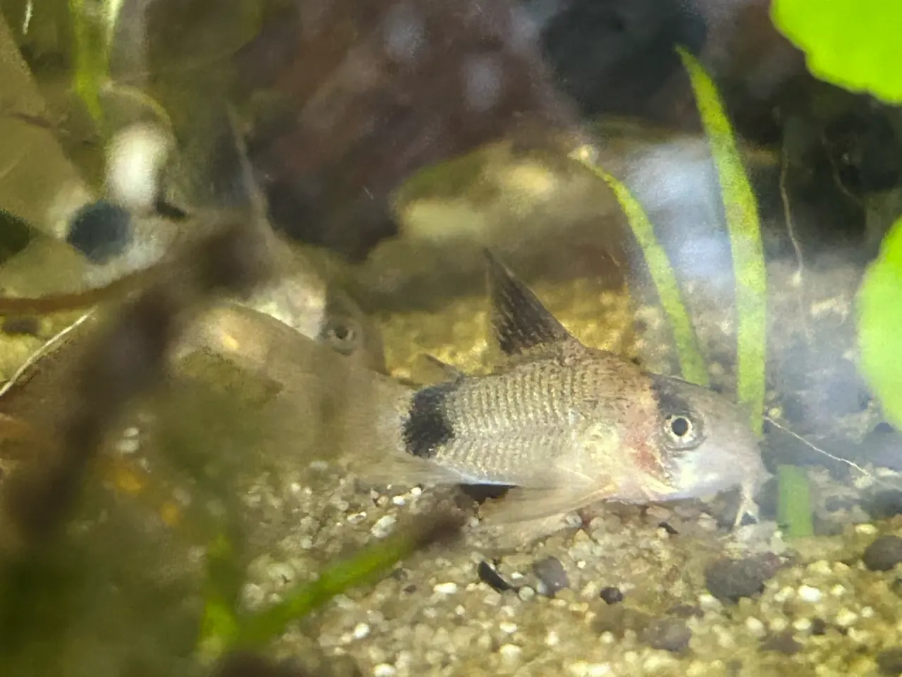 Billede 8 - 🐼🌟 Panda Longfin Pansermaller 3-4 cm | Premium |
