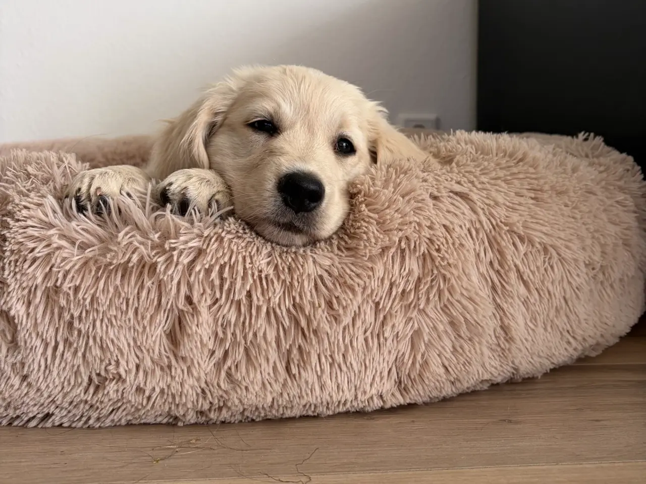 Billede 3 - Omplacering af Golden Retriever tæve