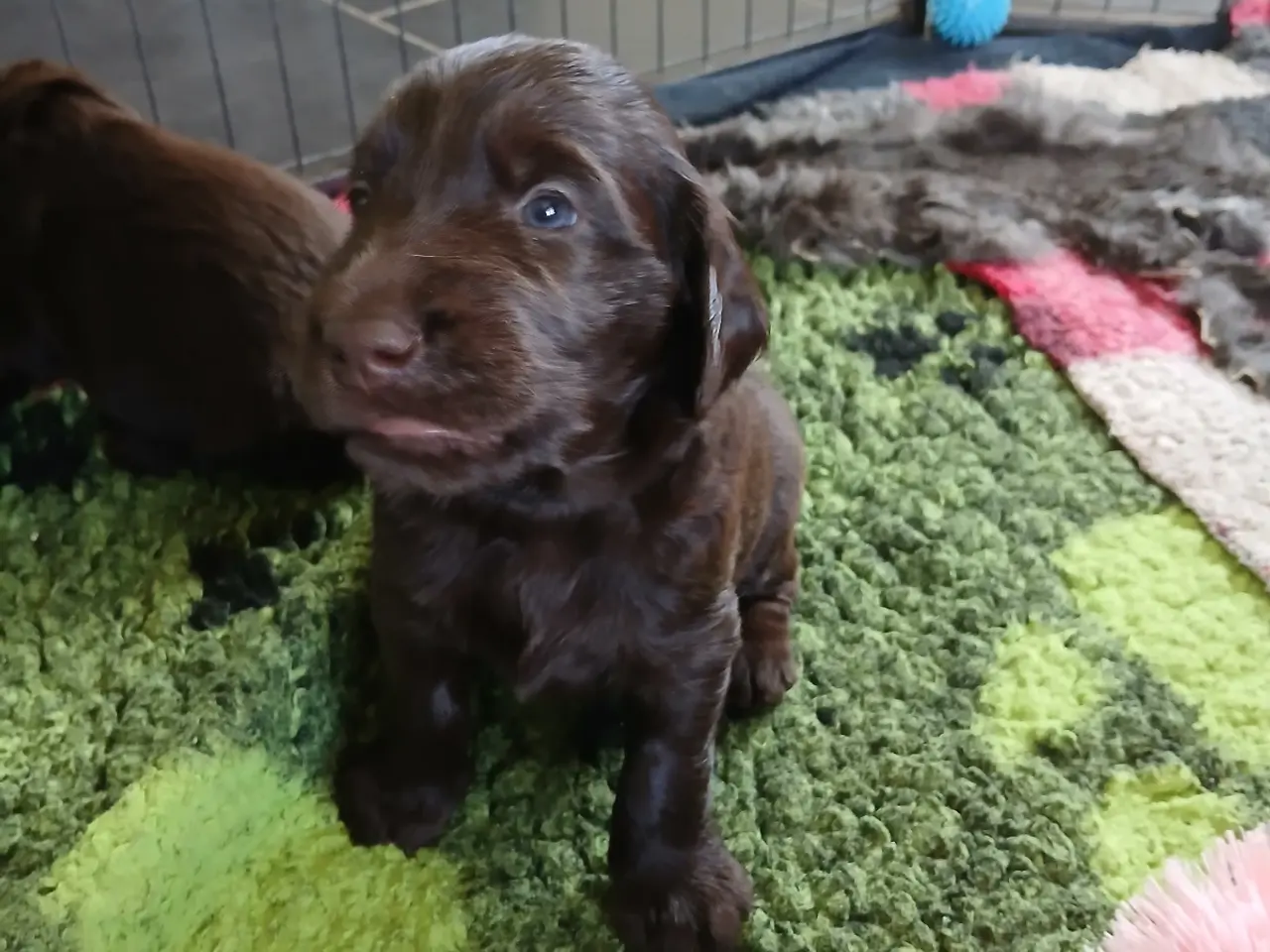 Billede 1 - Flatcoated Retriever hvalp