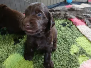 Flatcoated Retriever hvalp