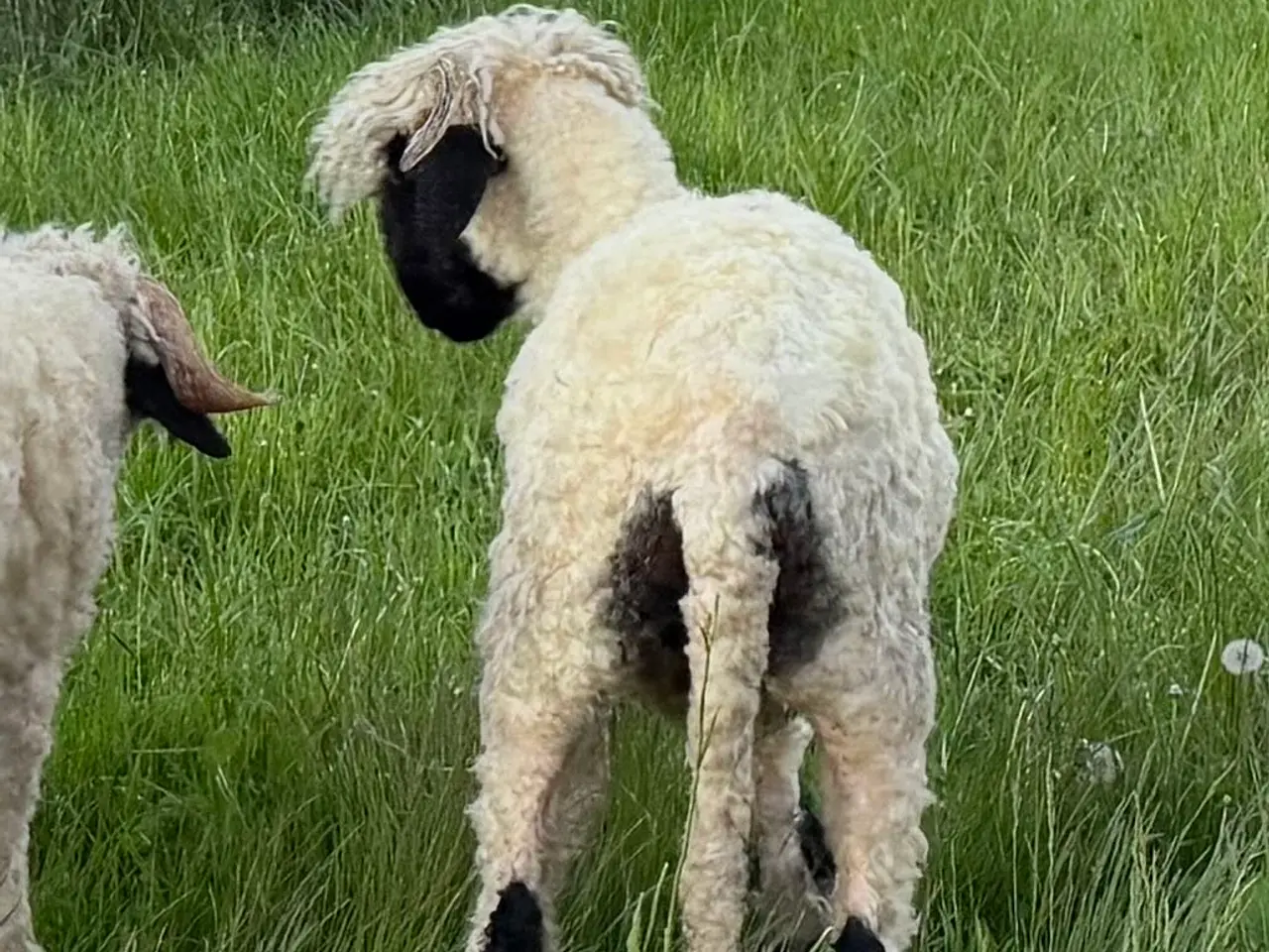 Billede 1 - Gimmer 7 mdr. Valais Blacknose