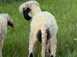 Gimmer 7 mdr. Valais Blacknose