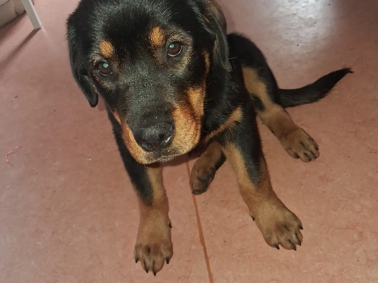 Billede 1 - Rottweiler hvalp