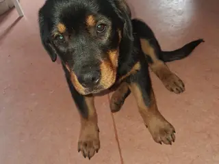 Rottweiler hvalp 